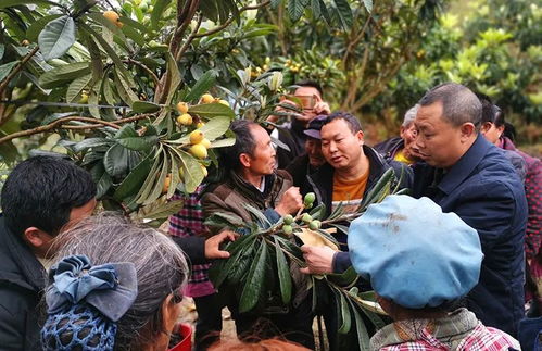兴仁市巴铃镇牛场坪村 加强种植技术培训，提高精品水果产值