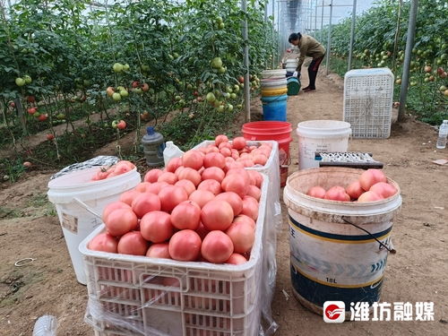 村村有好戏丨种得出 卖得好 这里的大棚结出了致富果
