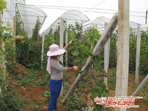 种植精品水果，促进农户增收的实践路径