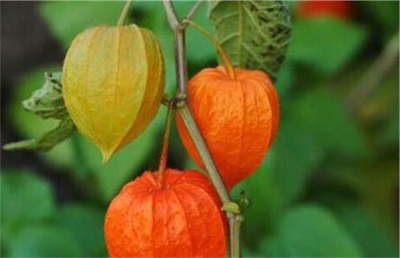 生态友好与高效利用 现代水果种植的综合实践
